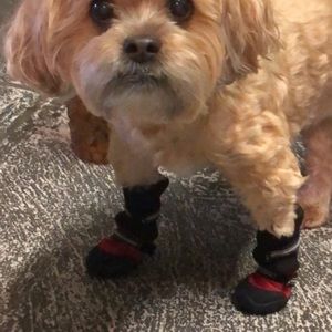 Dog boots for smaller dogs
